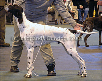 1st Junior Dog